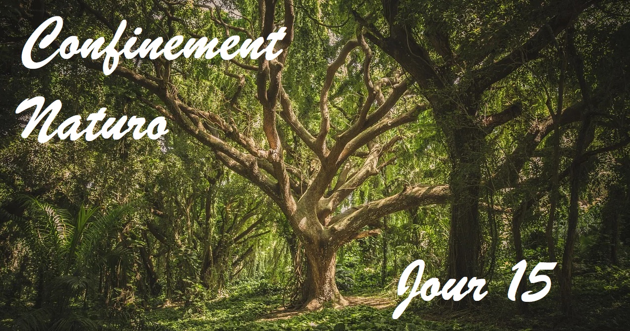 Confinement Naturo (jour 15) – Juste quelques instants de tendresse verte